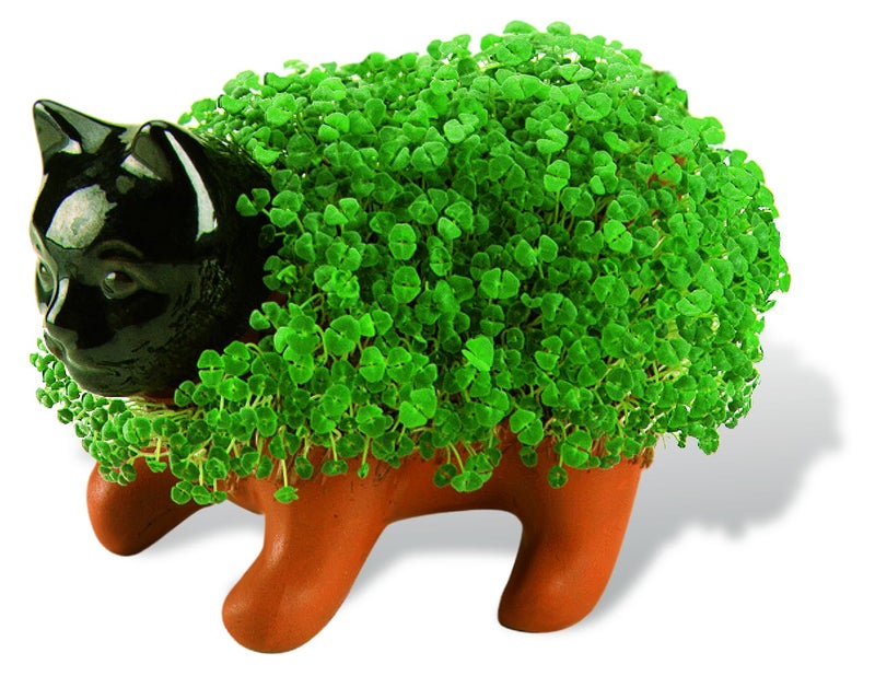 Chia Pet Kitten with Seed Pack, Decorative Pottery Planter, Easy to Do and Fun to Grow, Novelty Gift, Perfect for Any Occasion - Image 3